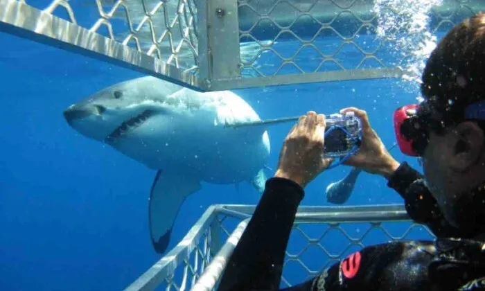 Shark Cage Diving Experience with Sharklady Adventures