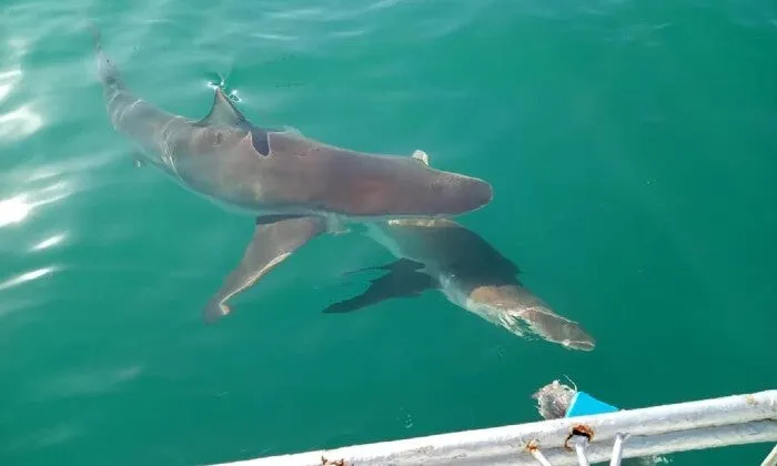 Shark Cage Diving Experience with Sharklady Adventures