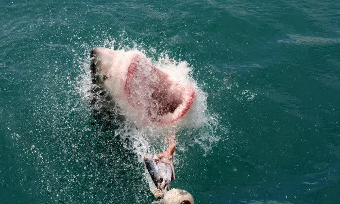 Shark Cage Diving Experience with Sharklady Adventures