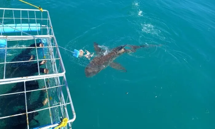 Shark Cage Diving Experience with Sharklady Adventures