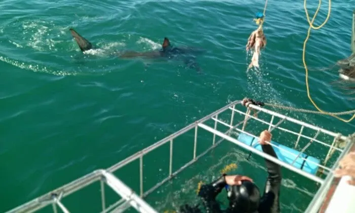 Shark Cage Diving Experience with Sharklady Adventures