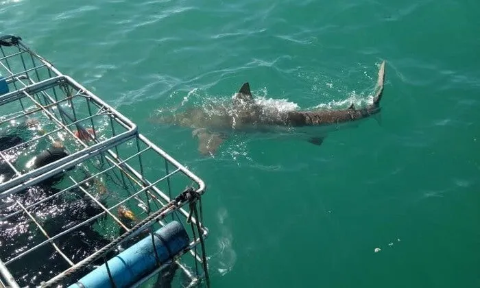 Shark Cage Diving Experience with Sharklady Adventures