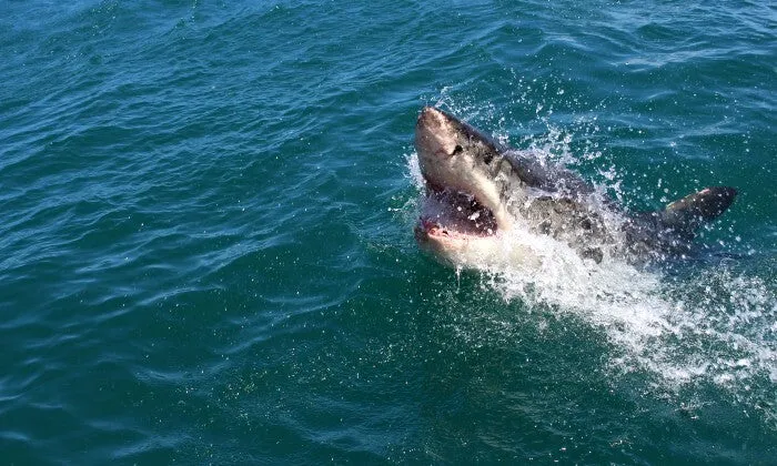 Shark Cage Diving Experience with Sharklady Adventures