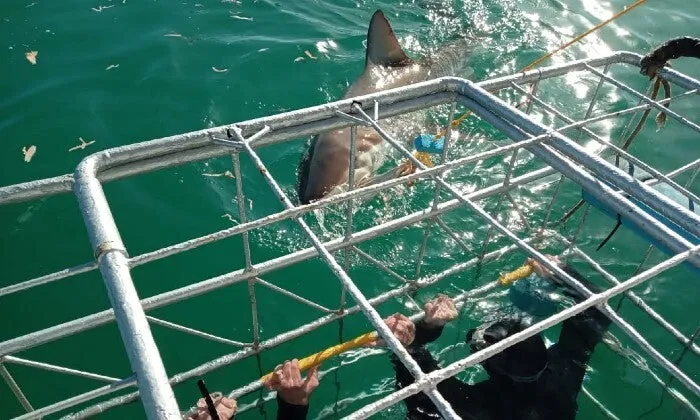 Shark Cage Diving Experience with Sharklady Adventures