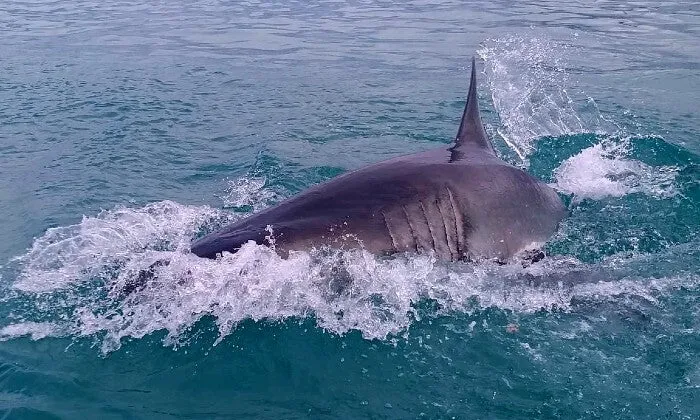 Shark Cage Diving Experience with Sharklady Adventures