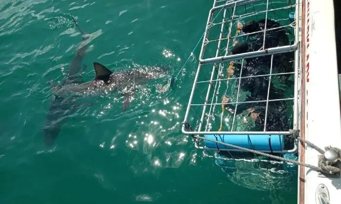 Shark Cage Diving Experience with Sharklady Adventures